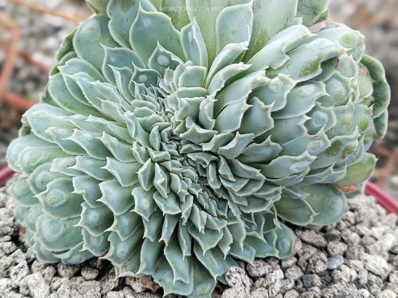 Echeveria 'Heart's Choice Crested'