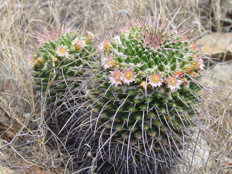 Mammillaria carnea