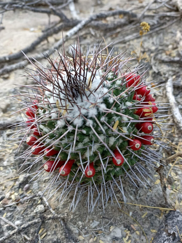 Mammillaria carnea