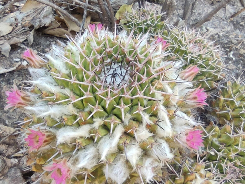 Mammillaria carnea