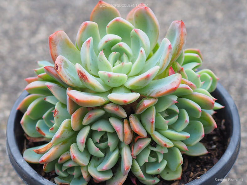 Echeveria 'Sitifukumiama' aka Echeveria 'Shichifuku Bini'