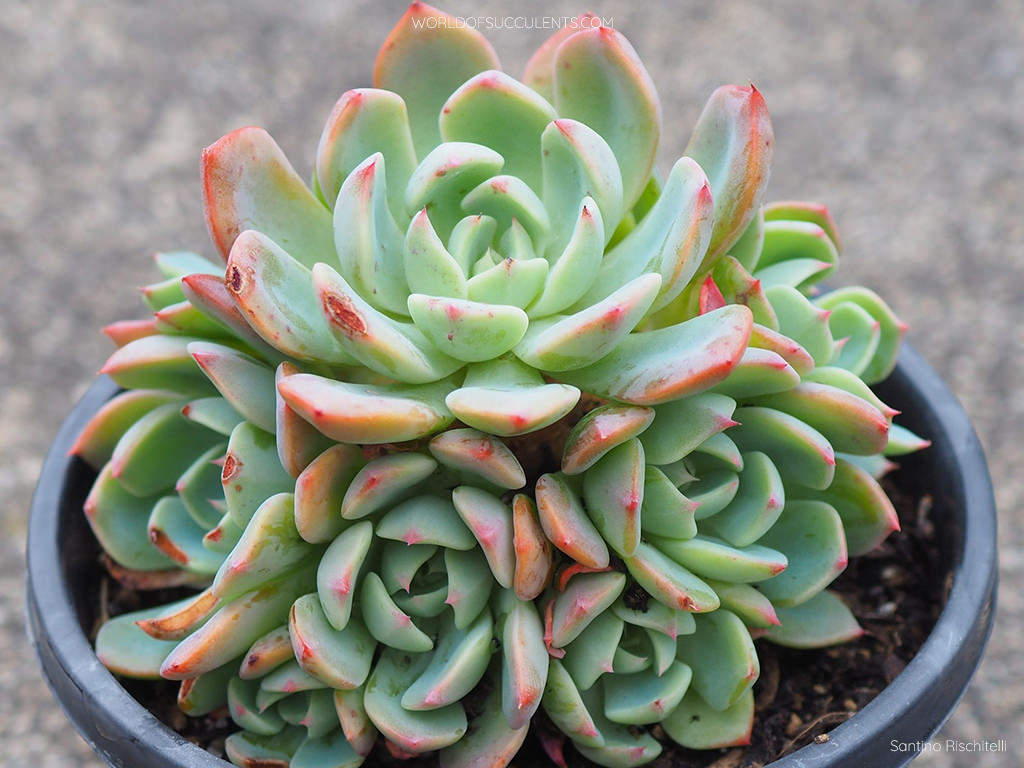 Succulents in the Genus Echeveria - World of Succulents