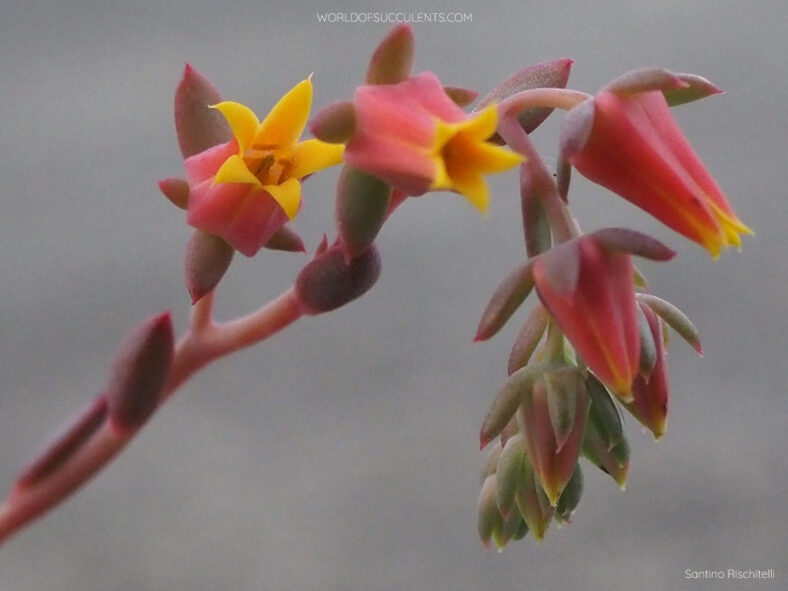 Echeveria 'Sitifukumiama' aka Echeveria 'Shichifuku Bini'