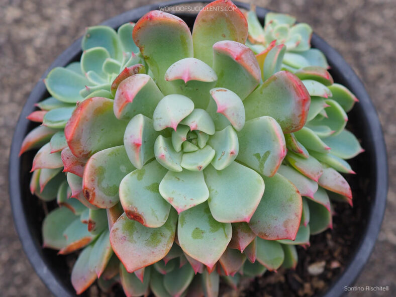 Echeveria 'Sitifukumiama' aka Echeveria 'Shichifuku Bini'