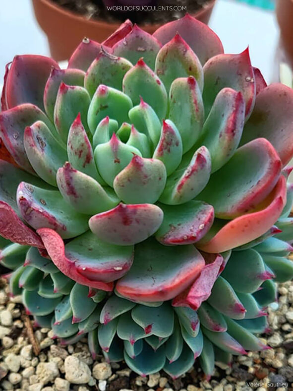 Echeveria 'Sitifukumiama' aka Echeveria 'Shichifuku Bini'
