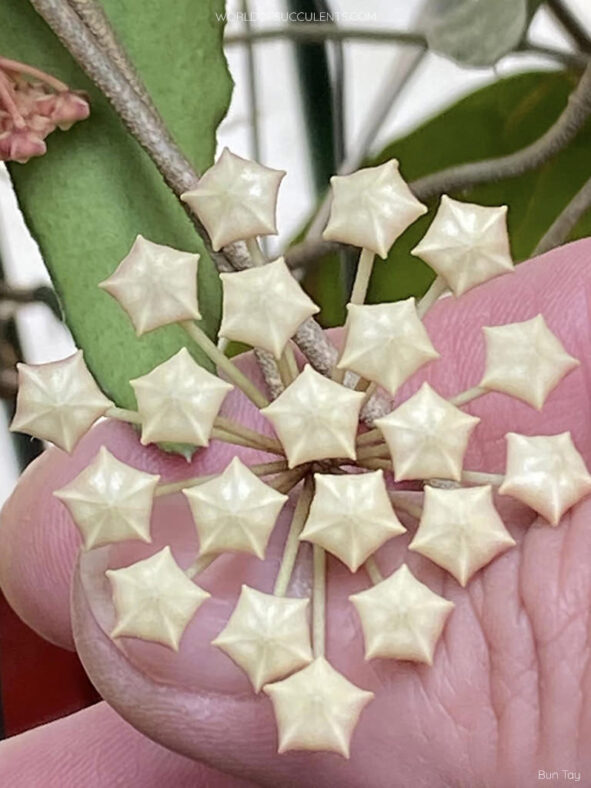 Hoya phuwuaensis