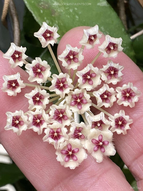 Hoya phuwuaensis
