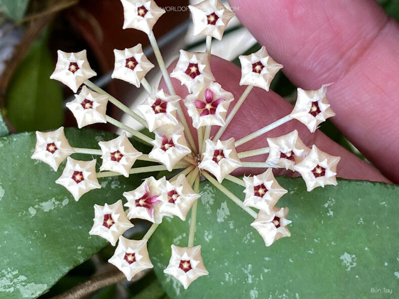 Hoya phuwuaensis