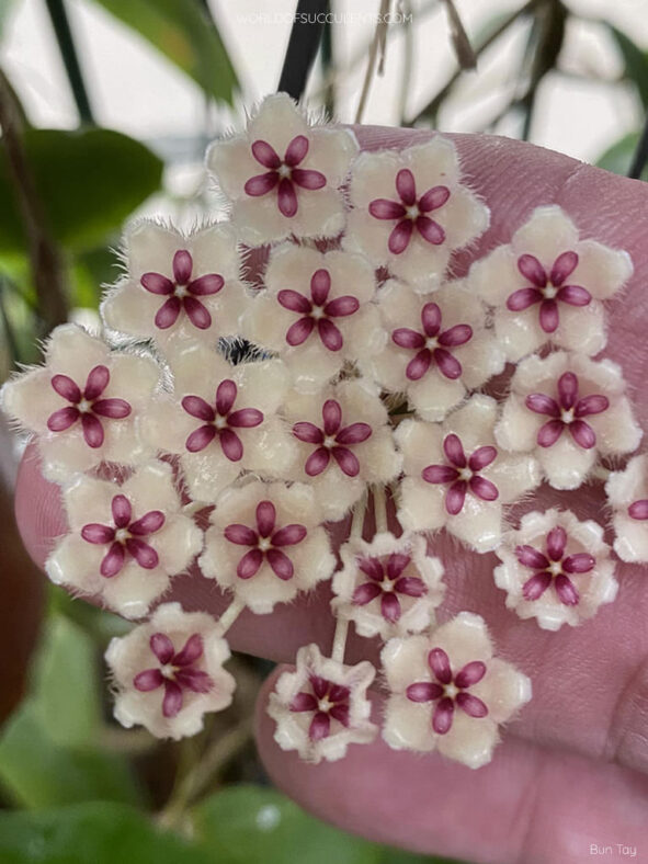 Hoya phuwuaensis